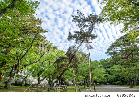 秋田市早上千秋公園 秋田市早上千秋公園 65956842
