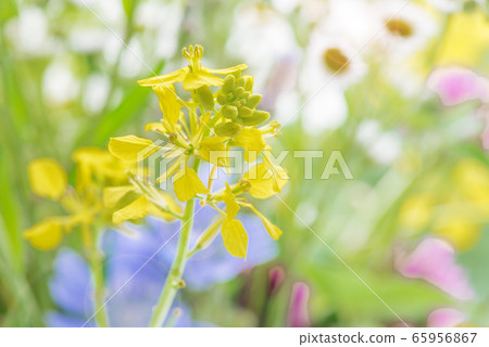 Different multicolored wildflowers Different multicolored wildflowers 65956867