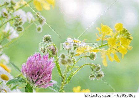Different multicolored wildflowers Different multicolored wildflowers 65956868