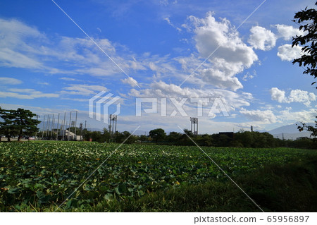 Lotus bud blue sky Lotus bud blue sky 65956897