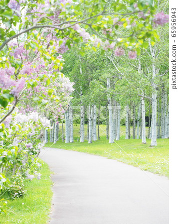 北海道景觀白樺樹和丁香 65956943