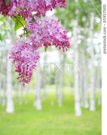 北海道景觀丁香花和白樺樹 65957000