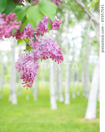Hokkaido landscape White birch trees and lilacs Hokkaido landscape White birch trees and lilacs 65957041