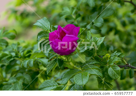 Applicable Applicable 65957777