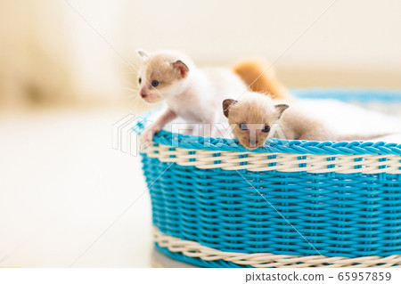 Kitten in a basket. Baby cat at home. Kitten in a basket. Baby cat at home. 65957859