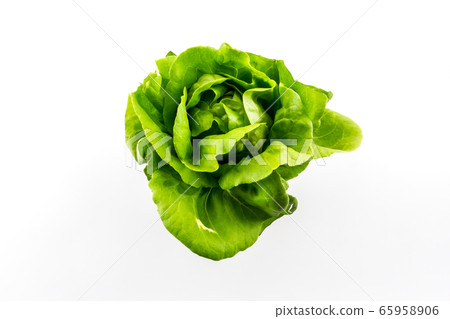 Butterhead salad. Butterhead salad. 65958906