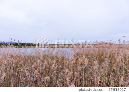 在沼澤中生長的吉原 65958917