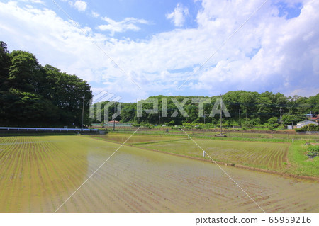 Teraya Furusato Village Paddy Field Scenery 65959216