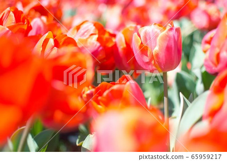 Red tulip Red tulip 65959217