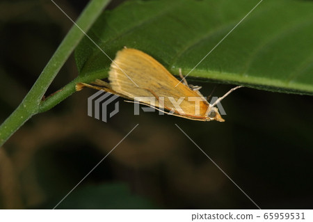 Creature Insect Kimjimeiga moth, a beautiful moth almost in yellow. In the daytime, it is closed behind the leaves. 65959531