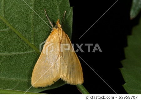 Creature Insect Kimjinomeiga, as the name implies, all in yellow. It seems that the larvae's bait is swordfish and adults are gathered in sap etc. 65959707