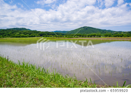 Early summer in Satoyama, paddy field wide angle c-1 Early summer in Satoyama, paddy field wide angle c-1 65959920
