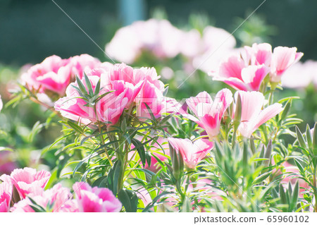 花 花 65960102