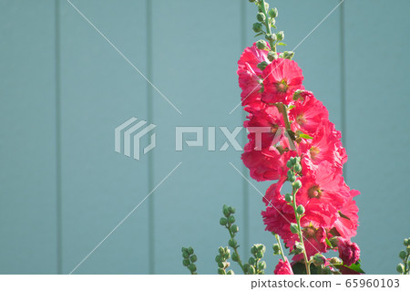 鮮花和牆壁 鮮花和牆壁 65960103