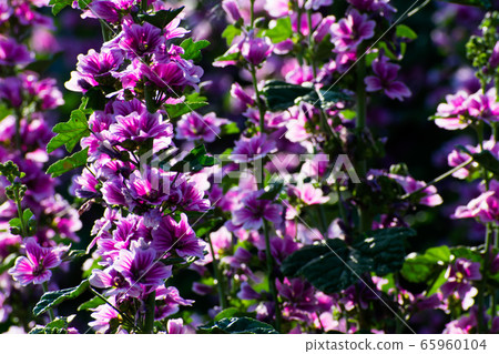 花 65960104