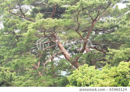 Red pine Red pine 65960124