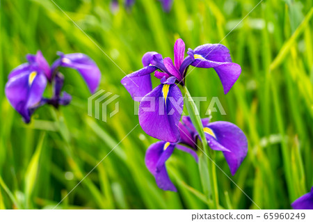 三重縣賽宮市Hanashobu社區 三重縣賽宮市Hanashobu社區 65960249