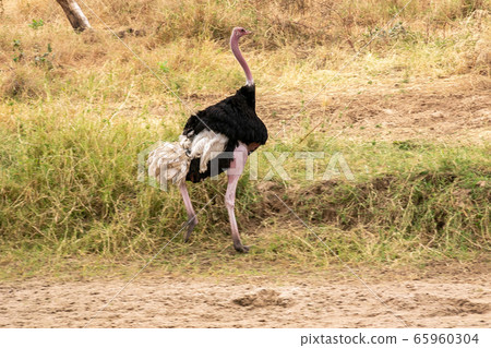 雄性鴕鳥在坦桑尼亞塔蘭吉雷國家公園的草原上奔跑 雄性鴕鳥在坦桑尼亞塔蘭吉雷國家公園的草原上奔跑 65960304