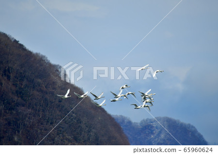 在豬苗代湖的天鵝 65960624