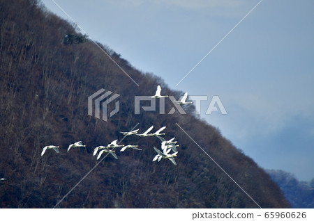 在豬苗代湖的天鵝 65960626