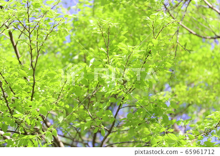 Fresh green cherry leaf 65961712