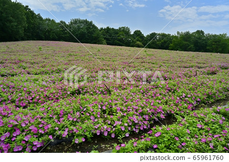 矮牽牛花卉園在森林公園(琦玉) 矮牽牛花卉園在森林公園(琦玉) 65961760