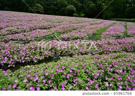 Petunia flower garden in forest park (Saitama) Petunia flower garden in forest park (Saitama) 65961768