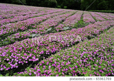 Petunia flower garden in forest park (Saitama) 65961769
