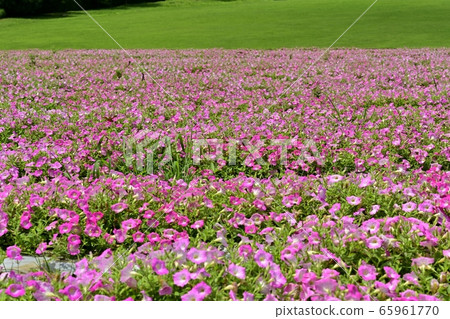 Petunia flower garden in forest park (Saitama) Petunia flower garden in forest park (Saitama) 65961770