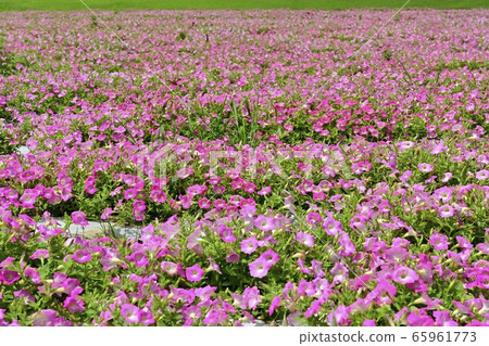 矮牽牛花卉園在森林公園（琦玉） 65961773