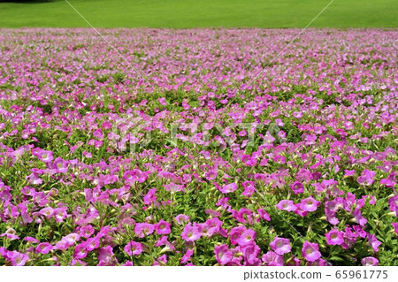 矮牽牛花卉園在森林公園（琦玉） 65961775