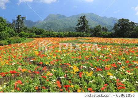 Kuju Mountain Range and Poppy Field 65961856
