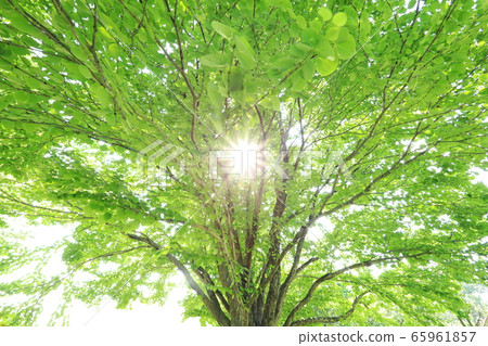 Fresh green Katsura (Sunbeams) 65961857