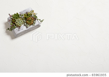 Welcome to the world of succulents Welcome to the world of succulents 65961935