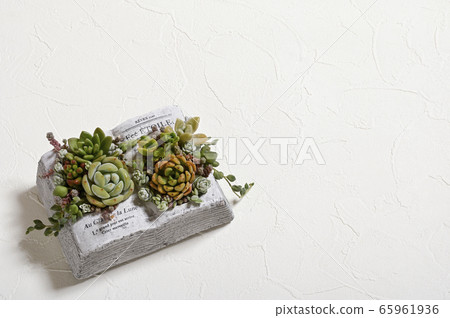 歡迎來到多肉植物的世界 歡迎來到多肉植物的世界 65961936