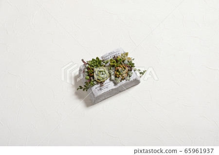 歡迎來到多肉植物的世界 歡迎來到多肉植物的世界 65961937