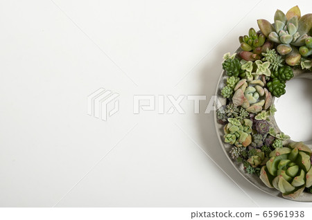 Welcome to the world of succulents Welcome to the world of succulents 65961938