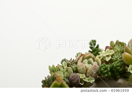 Welcome to the world of succulents Welcome to the world of succulents 65961939