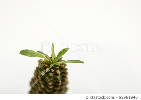 歡迎來到多肉植物的世界 歡迎來到多肉植物的世界 65961940