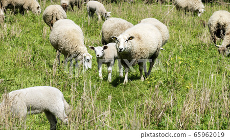 Sheep in a meadow  65962019