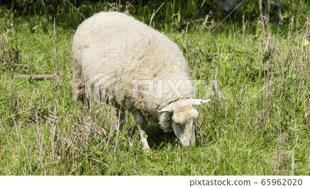 Sheep in a meadow  65962020