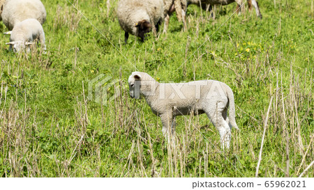 Sheep in a meadow  65962021