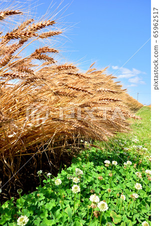 Mugiaki Wheat field Early summer scenery Harvest image Mugiaki Mugiaki Wheat field Early summer scenery Harvest image Mugiaki 65962517