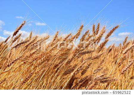 牧木麥田初夏風光收穫圖像牧木 65962522