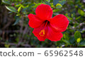 Hibiscus 65962548