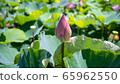 Lotus flower buds 65962550