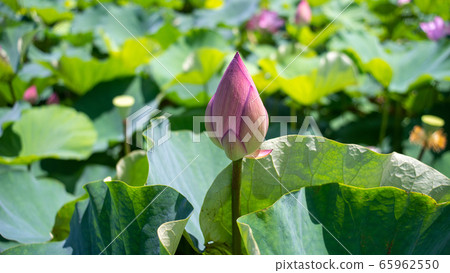 蓮花芽 蓮花芽 65962550