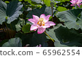 Lotus flower  65962554