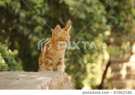 Cat: Tea: 2 Cat: Tea: 2 65962586