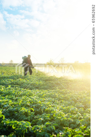 A farmer sprays a potato plantation with pesticides. Protecting against insect plants and fungal infections. The use of chemicals in agriculture. Agriculture and agribusiness, agricultural industry. 65962692